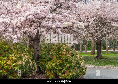 Kirschblüten und japanische pieris-Blüten in den Finnerty Gardens, Victoria, Vancouver Island, British Columbia, Kanada. Stockfoto
