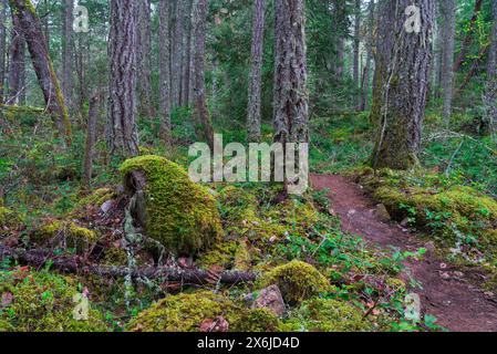 Der Wald des John Dean Provincial Park, Vancouver Island, British Columbia, Kanada. Stockfoto