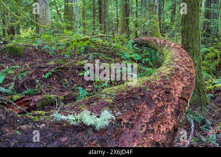 Der Wald des John Dean Provincial Park, Vancouver Island, British Columbia, Kanada. Stockfoto