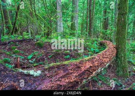 Der Wald des John Dean Provincial Park, Vancouver Island, British Columbia, Kanada. Stockfoto