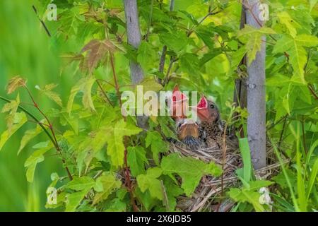 Junge Rotgeflügelte Amselbabys im Nest im Discovery Nature Sanctuary in Winkler, Manitoba, Kanada. Stockfoto