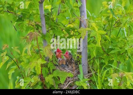 Junge Rotgeflügelte Amselbabys im Nest im Discovery Nature Sanctuary in Winkler, Manitoba, Kanada. Stockfoto