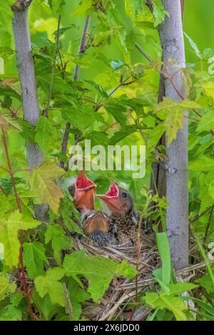 Junge Rotgeflügelte Amselbabys im Nest im Discovery Nature Sanctuary in Winkler, Manitoba, Kanada. Stockfoto