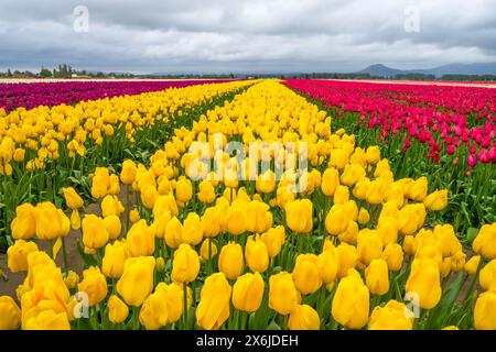 Die Tulpenfelder der RoozenGaarde im Skagit Valley, Washington, USA. Stockfoto