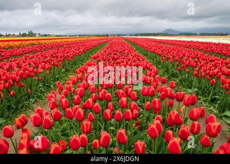 Die Tulpenfelder der RoozenGaarde im Skagit Valley, Washington, USA. Stockfoto