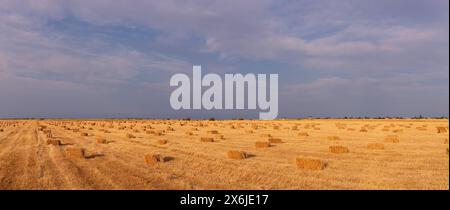 Viele quadratische Heuballen auf dem Feld. Stockfoto