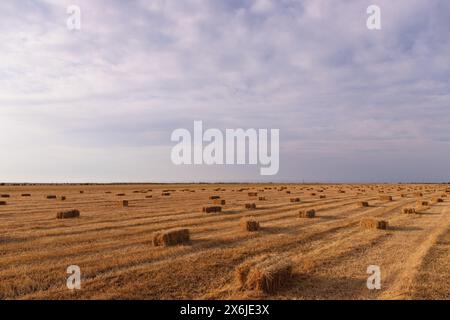 Viele quadratische Heuballen auf dem Feld. Stockfoto
