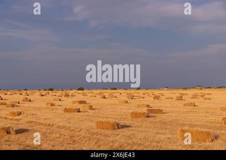 Viele quadratische Heuballen auf dem Feld. Stockfoto