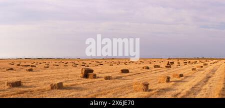 Viele quadratische Heuballen auf dem Feld. Stockfoto