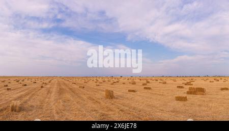 Viele quadratische Heuballen auf dem Feld. Stockfoto