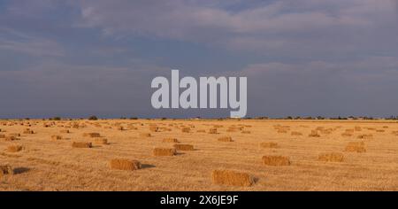 Viele quadratische Heuballen auf dem Feld. Stockfoto