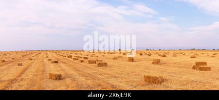 Viele quadratische Heuballen auf dem Feld. Stockfoto