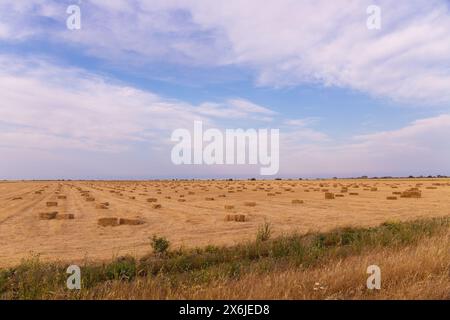 Viele quadratische Heuballen auf dem Feld. Stockfoto