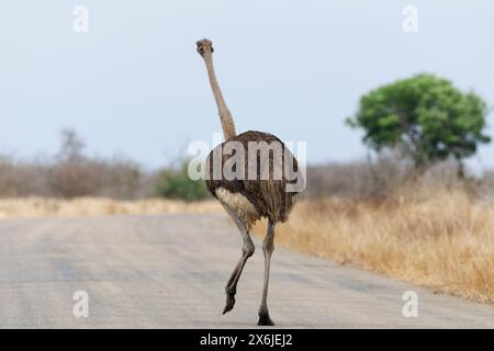 Südafrikanischer Strauß (Struthio camelus australis), erwachsenes Weibchen auf der geteerten Straße, Rückansicht, Kruger-Nationalpark, Südafrika, Afrika Stockfoto