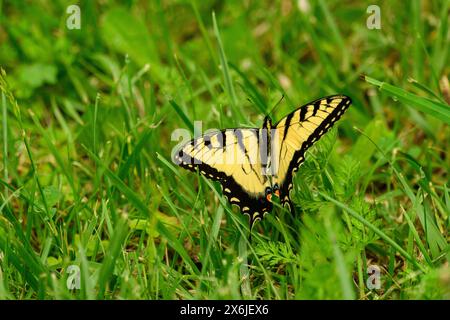 Tigerschwalbenschwanz ruht im Frühling im Wald Stockfoto