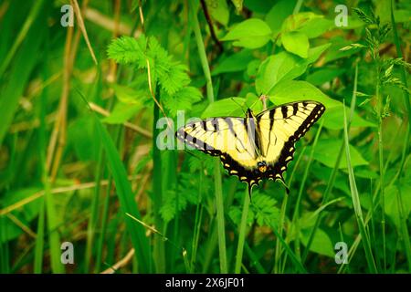 Tigerschwalbenschwanz ruht im Frühling im Wald Stockfoto