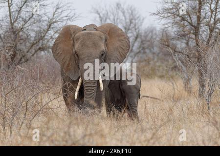 Afrikanische Buschelefanten (Loxodonta africana), Mutter mit männlichem Baby, das bei leichtem Regen Gras ernährt, Kamera gegenüber, Kruger-Nationalpark, Südafrika, Stockfoto