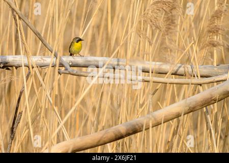 Im Frühling auf dem Ast in der Bürste Stockfoto