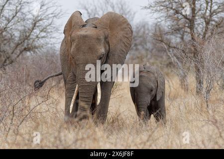 Afrikanische Buschelefanten (Loxodonta africana), Mutter mit männlichem Baby, das bei leichtem Regen Gras ernährt, Kamera gegenüber, Kruger-Nationalpark, Südafrika, Stockfoto