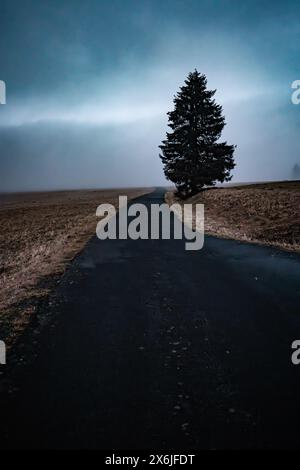 Einsamer Baum auf der Straße im Nebel Stockfoto