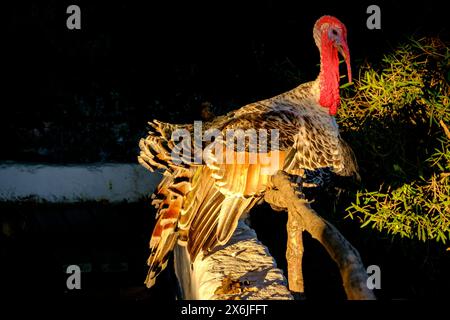 Pavo de Menorca, Casa de colònies des Pinaret, Ciutadella, Menorca, Balearen, Spanien Stockfoto