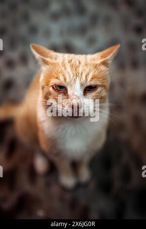 Verärgert und zerrissene Katze auf der Straße. Stockfoto