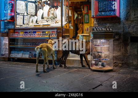 Zwei streunende Hunde laufen durch die Stadt. Stockfoto