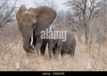 Afrikanische Buschelefanten (Loxodonta africana), Mutter mit männlichem Baby, das bei leichtem Regen Gras ernährt, Kamera gegenüber, Kruger-Nationalpark, Südafrika, Stockfoto