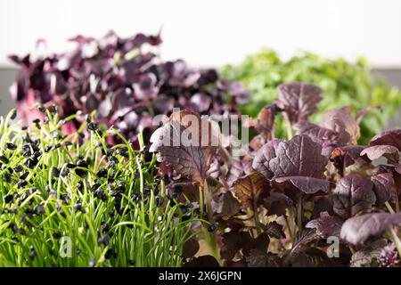 Nahaufnahme verschiedener Arten von Mikrogreens Stockfoto