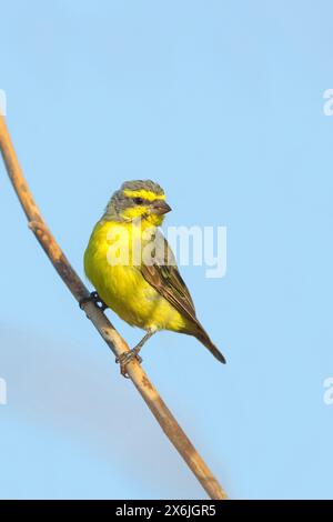Mosambikgirlitz, Crithagra mozambica, Serinus mozambicus, Kanarienvogel mit Gelbfront, Serin du Mosambik, Stockfoto