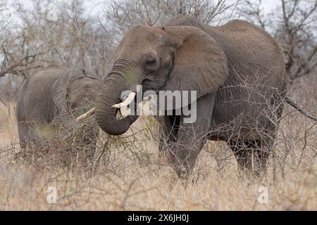 Afrikanische Buschelefanten (Loxodonta africana), erwachsenes Weibchen, das bei leichtem Regen von Ast ernährt, ein junger Elefant dahinter, Kruger-Nationalpark, Südafrika Stockfoto