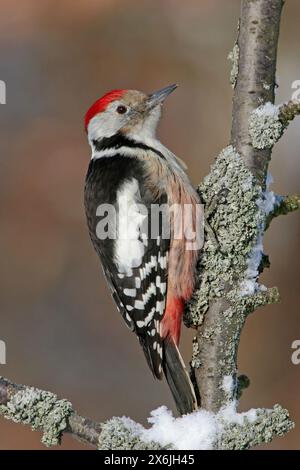 Mittelspecht, Mittelspecht (Dendrocopos medius), Picoides medius, PIC mar, Pico Mediano Stockfoto