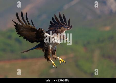 Habichtsadler, Bonellis Adler, (Hieraaetus fasciatus,) Aigle de Bonelli, Águila-azor Perdicera Stockfoto