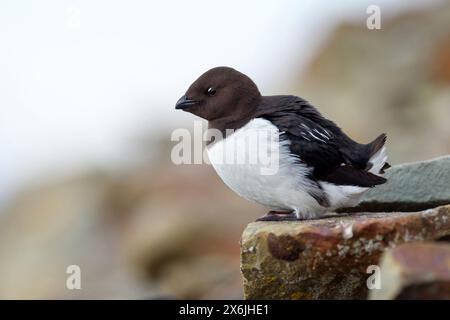 Krabbbentaucher, Plautus alle, Dovekie, Little Auk (Mergule nain), Mérgulo Atlántico Stockfoto