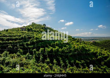 Nahaufnahme der Prosecco-Hügel bei Vidor bei Treviso Nahaufnahme eines Stiels von Prosecco-Rebblättern im Frühjahr bei Castelfranco Veneto in Veneto Ita Stockfoto