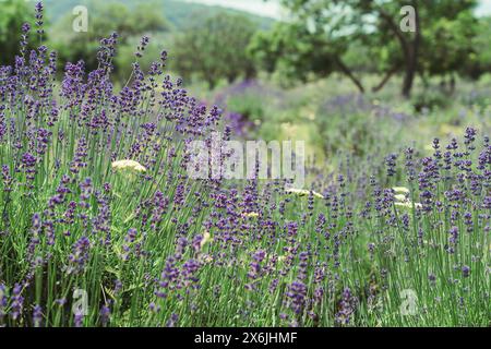Die Zärtlichkeit der Lavendelfelder in Tihany Ungarn. Stockfoto