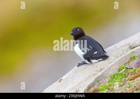 Krabbbentaucher, Plautus alle, Dovekie, Little Auk (Mergule nain), Mérgulo Atlántico Stockfoto