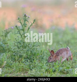 Wildkaninchen (Oryctolagus cuniculus), Europäisches Kaninchen, gemeines Kaninchen, conejo Común, conejo europeo, Lapin de garenne, Lapin Commun Stockfoto