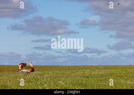 Großtrappe, (Otis tarda), Outarde Barbue, Avutarda Común, Spanien, Toledo, Stockfoto