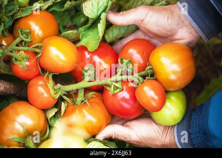 Der Bauer hält einen Haufen Tomaten in der Hand, reifes Bio-Gemüse im Gemüsegarten Stockfoto