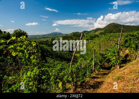 Nahaufnahme der Prosecco-Hügel bei Vidor bei Treviso Nahaufnahme eines Stiels von Prosecco-Rebblättern im Frühjahr bei Castelfranco Veneto in Veneto Ita Stockfoto