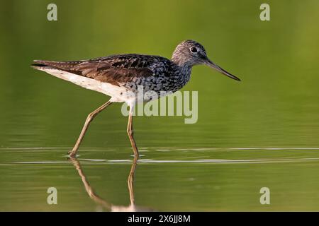 Grünschenkel, Common Greenshank, Greenshank, (Tringa nebularia) Chevalier aboyeur, Archibebe Claro Stockfoto