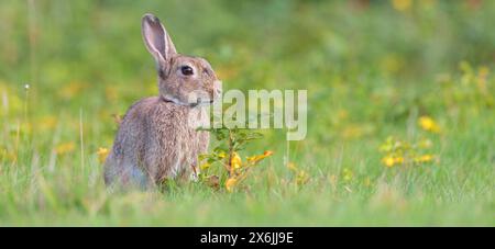 Wildkaninchen (Oryctolagus cuniculus), Europäisches Kaninchen, gemeines Kaninchen, conejo Común, conejo europeo, Lapin de garenne, Lapin Commun Stockfoto