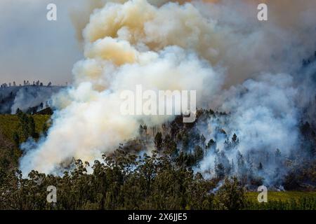 Landschaft in Südafrika, Waldbrand, Feuer, Rauch, Flammen, brennender Wald, Stockfoto