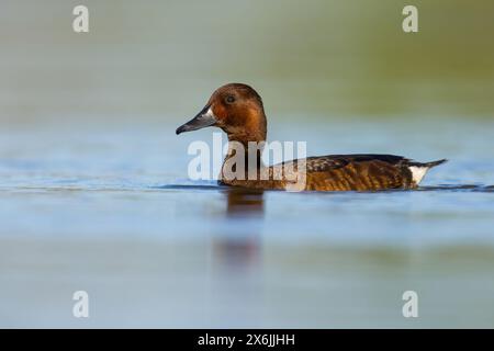 Moorente, ferruginöse Ente, ferruginöse Pochard, (Aythya nyroc), (Anas nyroca), Fuligule nyroca, Porrón Pardo Stockfoto