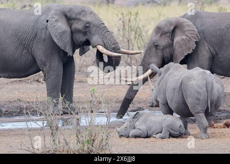 Afrikanische Buschelefanten (Loxodonta africana), erwachsene Männchen, die am Wasserloch trinken, mit südlichen weißen Nashörnern (Ceratotherium simum simum), erwachsene fe Stockfoto