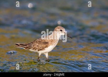 Zwergstrandläufer, kleiner Stint (Calidris minuta), Bécasseau Minute, Correlimos Menudo Stockfoto