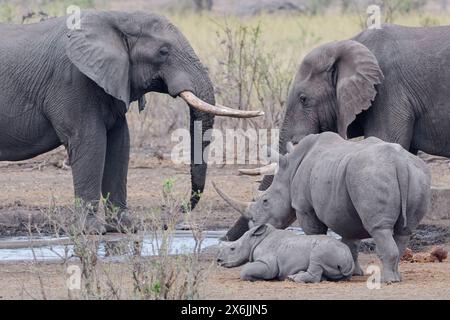 Afrikanische Buschelefanten (Loxodonta africana), erwachsene Männchen, die am Wasserloch trinken, mit südlichen weißen Nashörnern (Ceratotherium simum simum), erwachsene fe Stockfoto