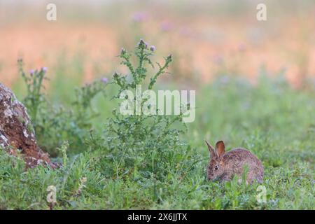 Wildkaninchen (Oryctolagus cuniculus), Europäisches Kaninchen, gemeines Kaninchen, conejo Común, conejo europeo, Lapin de garenne, Lapin Commun Stockfoto