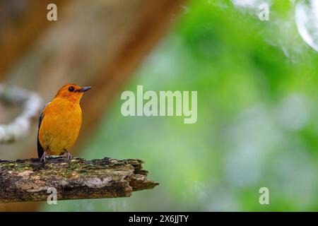 Natalrötel, Red-Capped Robin-Chat, Red-Capped Robin-Chat, Red-Capped Robin-Chat, Rufous-Capped Robin-Chat, (Cossypha natalensi), Cossyphe à calotte RO Stockfoto